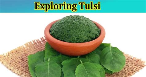 kerala tulsi full video|Exploring Tulsi: Tracing the Path from Holy Herb to Health Hero.